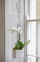 White Orchids in square pot