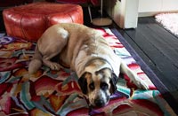 Dog lying on floral rug
