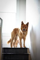 Pet dog standing at top of stairs
