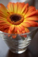 Gerbera flower in glass beaker