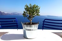 Pot plant on garden table