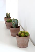 Cacti in terracotta pots