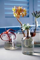 Succulent plants in glass bottles