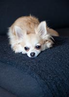 Pet dog lying on modern sofa