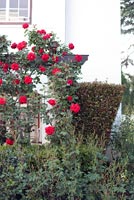 Colourful border with climbing Rose bush