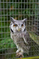 Owl in aviary