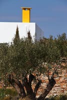 Greek villa and Olive trees