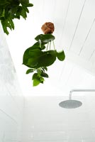 Suspended pot plants in shower cubicle