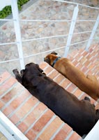Dogs sleeping on brick steps