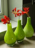 Montbretia flowers in green vases