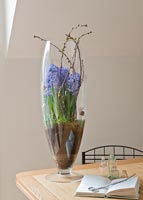 Hyacinths planted in large vase