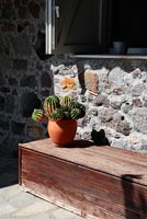 Cactus plant in terracotta pot