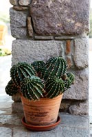 Cactus plant in terracotta pot