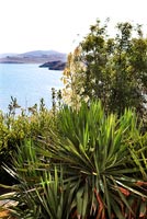 Garden overlooking sea with Yucca plant in foreground