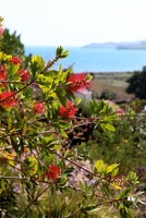 Garden overlooking sea with Bottlebrush plant in foreground