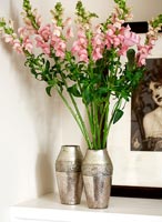 Snapdragon flowers in silver vase