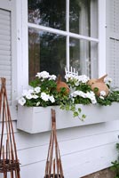 Window box planted with Petunias, Geraniums and Ivy
