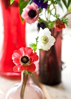 Anemones in glass vases