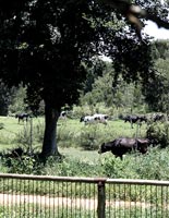 View over pasture