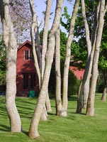 Red house and woodland garden
