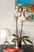Orchids on desk