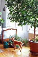 Large houseplant in terracotta pot