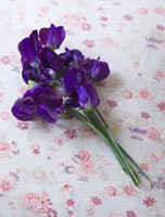 Posy of Sweet peas 'Lord Nelson'