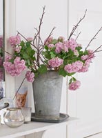 Hydrangea flowers in weathered tin bucket