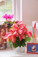 Poinsettia in pot at christmas