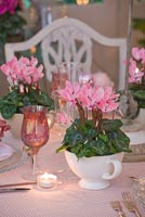 Dining table decorated for christmas with Cyclamen in pots