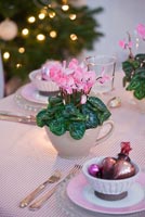 Dining table decorated for christmas with Cyclamen in pots