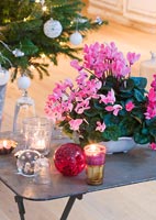 Christmas decorations with Cyclamen in pot