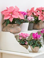 Display of pink Poinsettias and Cyclamen