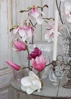 Magnolia stems in glass vase