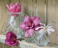 Magnolia flowers in glass vases