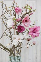 Magnolia branches in glass container