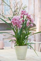 Pink Orchid in pot