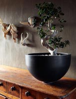 Houseplant in black pot