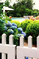 Border of Hydrangeas and clipped conifers