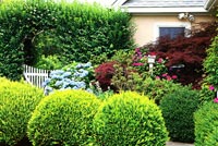 Border of Hydrangeas, clipped conifers and Japanese Maples