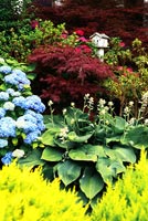 Colourful border of Hosta, Hydrangea and Japanese Maples
