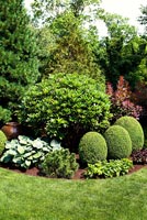 Garden border with topiary, Hostas and conifers