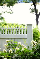 Hydrangea growing by white wooden fence