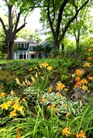 Day lilies and Hostas growing in country garden border