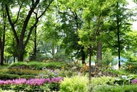 Country garden with mature shrubs and trees