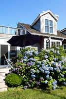 Classic house and flowering Hydrangea