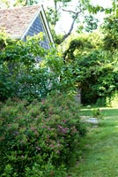 Country garden with flowering shrub