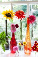 Dahlias and Sunflowers in colourful vases