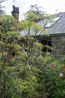 Fennel growing in country garden