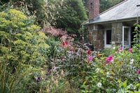 Fennel, grasses and Dahlias growing in country garden